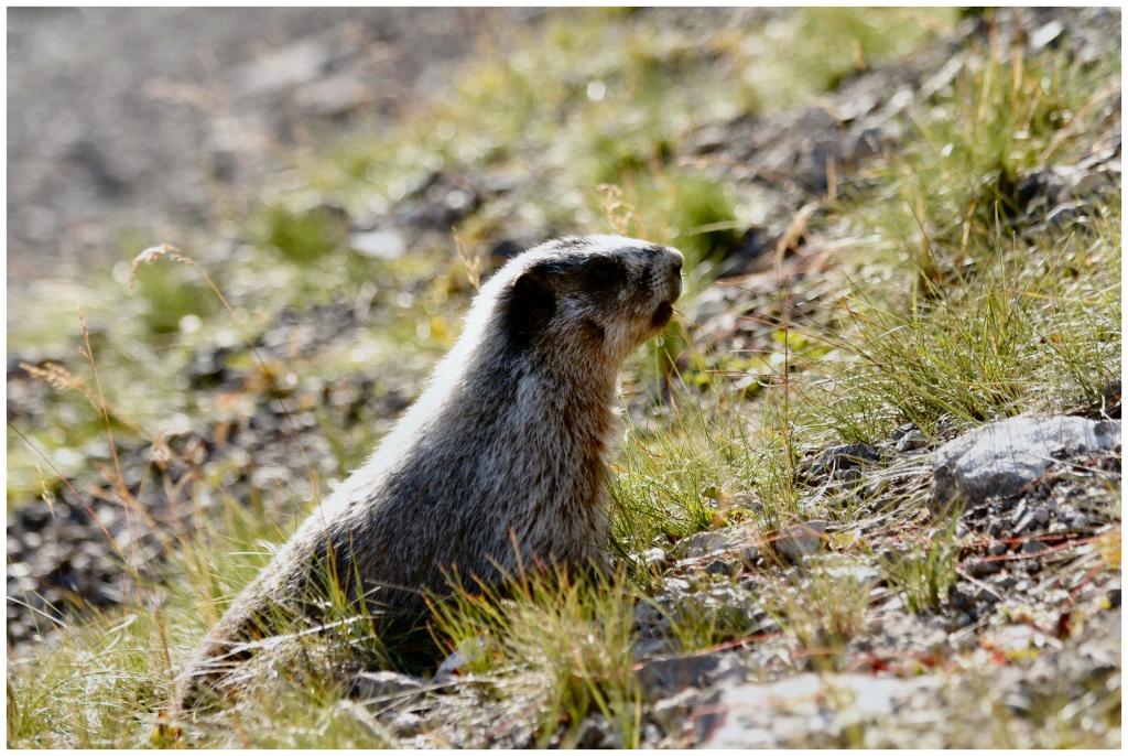 05 - Jasper NP (13).jpg